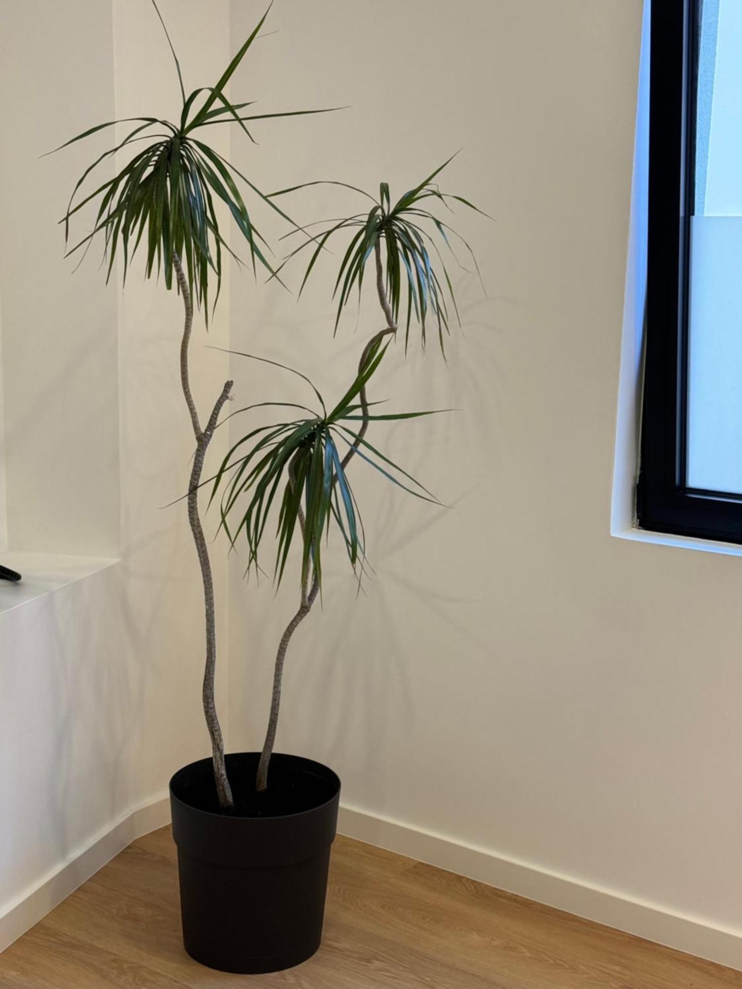 Living Pdl 2 Apartment Ponta Delgada  Ngoại thất bức ảnh